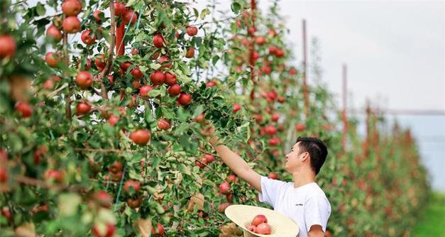 探讨龙虎斗苹果挂的现象及影响（揭秘龙虎斗苹果挂的内幕与应对之策）