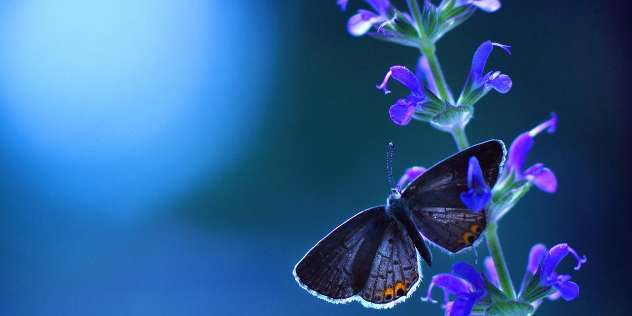 电脑屏保突然变成蓝色怎么办？（解决电脑屏保蓝色问题的有效方法）